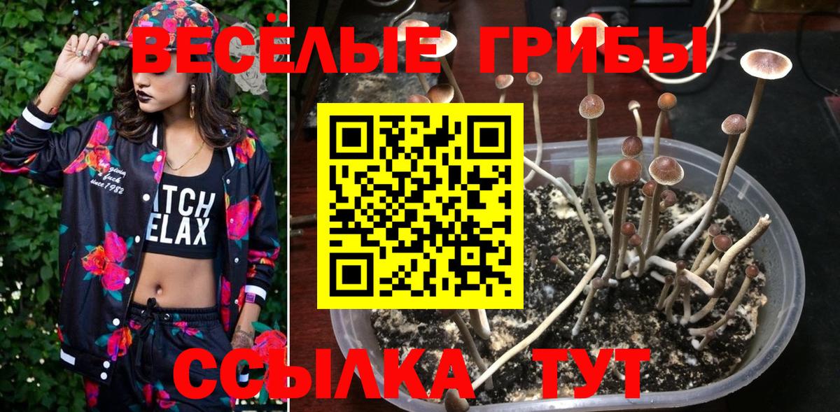Кстово  Галлюциногенные грибы Psilocybe  Псилоцибиновые грибы MAGIC MUSHROOMS  Вход с VPN 